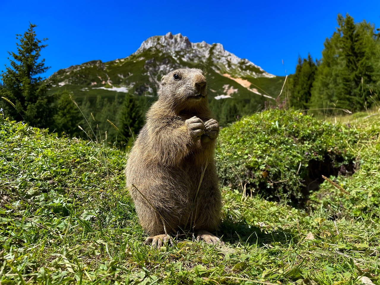 Biodiversity Beyond Borders: The Importance of Transboundary Conservation